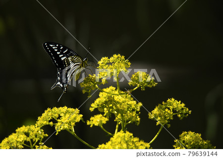 Swallowtail butterfly perching on a bright Ominaeshi 79639144