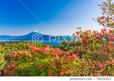 (Shizuoka Prefecture) Mt. Kinkanzan, where mountain azaleas bloom, Mt. Fuji over the sea (Shizuoka Prefecture) Mt. Kinkanzan, where mountain azaleas bloom, Mt. Fuji over the sea 79639265