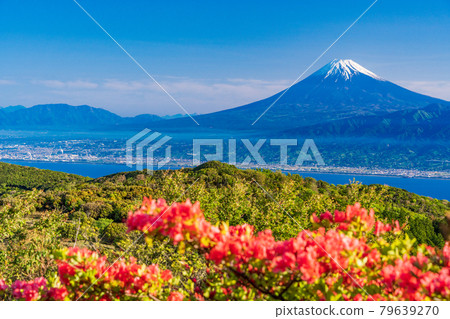 (靜岡縣)山杜鵑盛開的金觀山,海上的富士山 (靜岡縣)山杜鵑盛開的金觀山,海上的富士山 79639270