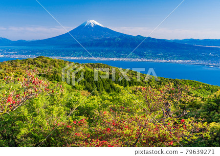 (Shizuoka Prefecture) Mt. Kinkanzan, where mountain azaleas bloom, Mt. Fuji over the sea 79639271