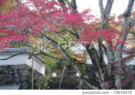 Autumn leaves of Jinsouji Autumn leaves of Jinsouji 79639478