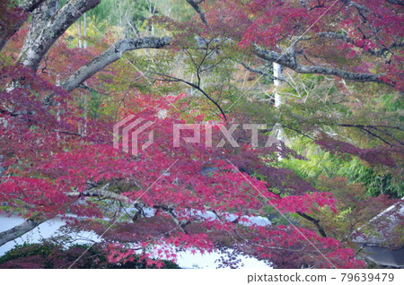 Autumn leaves of Jinsouji 79639479