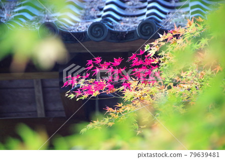 Autumn leaves of Jinsouji 79639481