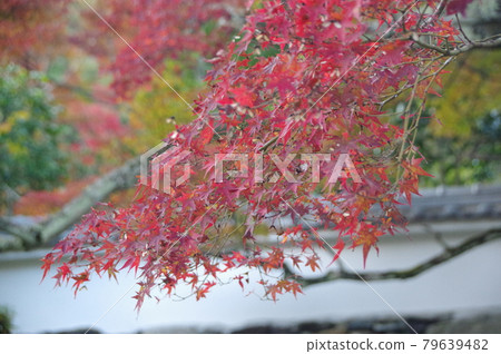 Autumn leaves of Jinsouji Autumn leaves of Jinsouji 79639482
