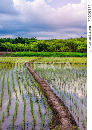 Rice field, Agriculture, paddy, with sky and cloud in sunset Rice field, Agriculture, paddy, with sky and cloud in sunset 79639583