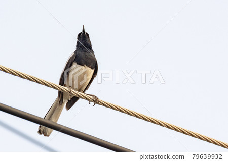 Oriental Magpie Robin bird sitting on electric cable 79639932