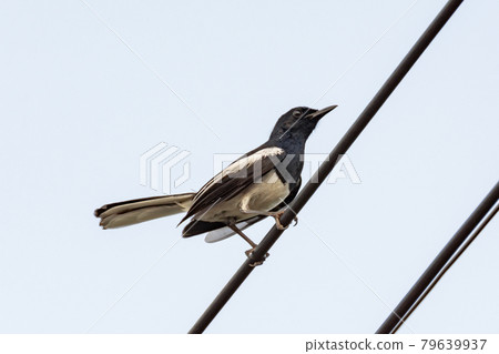 Oriental Magpie Robin bird sitting on electric cable Oriental Magpie Robin bird sitting on electric cable 79639937