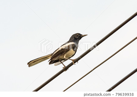Oriental Magpie Robin bird sitting on electric cable Oriental Magpie Robin bird sitting on electric cable 79639938