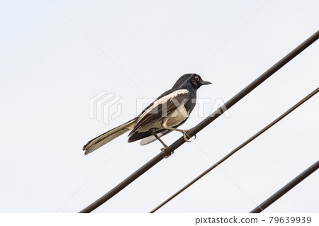 Oriental Magpie Robin bird sitting on electric cable Oriental Magpie Robin bird sitting on electric cable 79639939