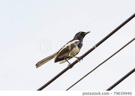 Oriental Magpie Robin bird sitting on electric cable 79639940