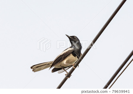 Oriental Magpie Robin bird sitting on electric cable 79639941