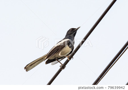 Oriental Magpie Robin bird sitting on electric cable 79639942