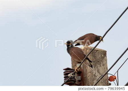 Mynas bird sitting on electric pole. Mynas bird sitting on electric pole. 79639945