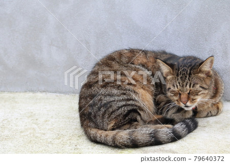 A warm nap cat A warm nap cat 79640372