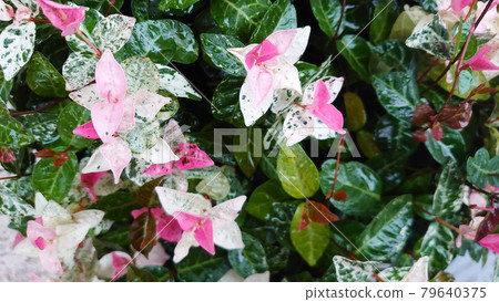 被雨淋濕的初之一郎 79640375