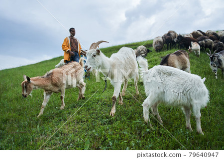 Father and son having fun with the goats at the meadow during the rainy day Father and son having fun with the goats at the meadow during the rainy day 79640947