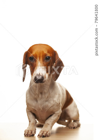 image of dog white background image of dog white background 79641800
