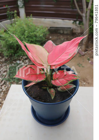 Aglaonema, Aglaonema commutatum or pink Aglaonema Aglaonema, Aglaonema commutatum or pink Aglaonema 79641801