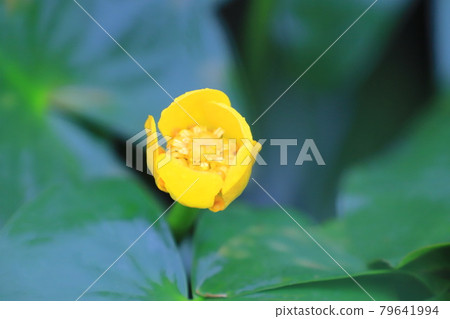 Flower of Gray Honey 79641994