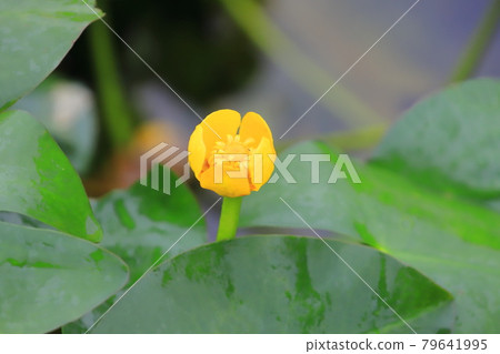 灰色蜂蜜花 79641995