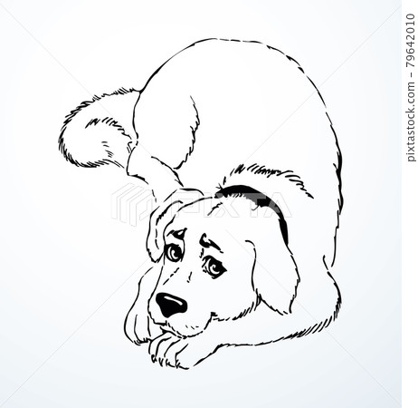 Vector drawing. Dog lying on the carpet 79642010