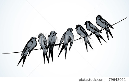 Swallows are sitting on a wire. Vector drawing 79642031