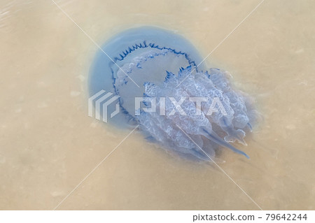 Purple light large jellyfish swims in muddy dirty sea water near shore close-up 79642244