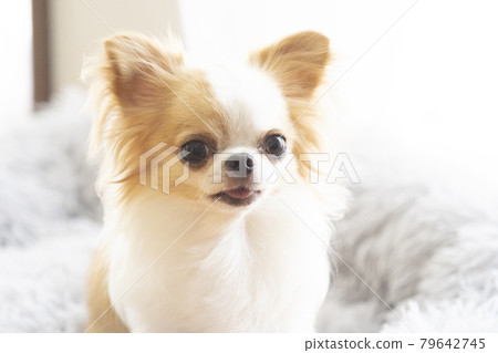 微笑奇瓦瓦狗 微笑奇瓦瓦狗 79642745