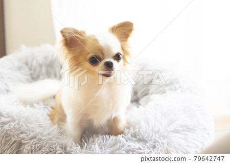 奇瓦瓦狗躺在床上微笑 79642747