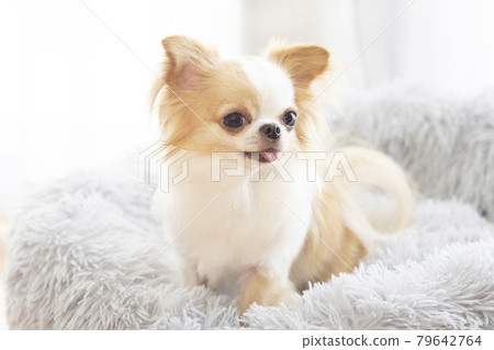 Chihuahua in bed and smiling Chihuahua in bed and smiling 79642764