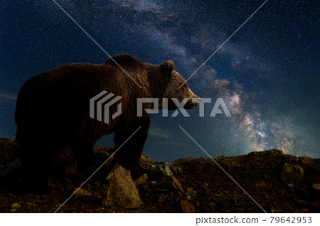 Beautiful night landscape with bear and the Milky Way galaxy 79642953