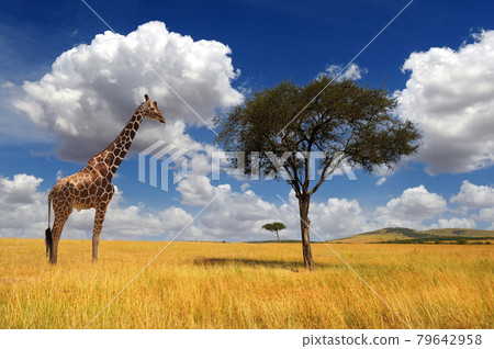 Beautiful landscape with nobody tree and giraffe 79642958