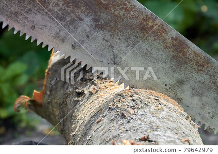 Close-up old rusty saw cutting a log tree. Close-up old rusty saw cutting a log tree. 79642979