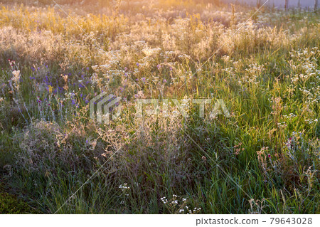 Wild meadow field of wild tiny white flowers. Wild meadow field of wild tiny white flowers. 79643028
