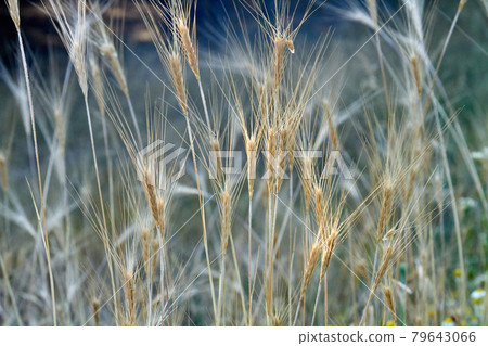 Close-up field of unripe wheat. Healthy organic food. Close-up field of unripe wheat. Healthy organic food. 79643066
