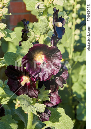 Close-up black hollyhock flower growing in the garden vertical shot. 79643068