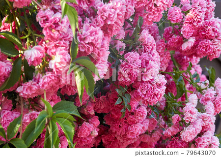 Texture of many pink damask roses with leaves in the garden. 79643070