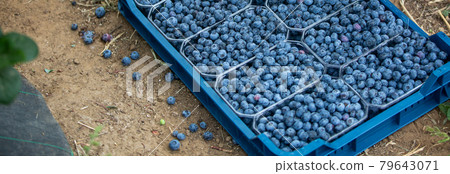 Close up of fresh, bio, harvested blueberries in the agricultural farm, food and fruit concept Close up of fresh, bio, harvested blueberries in the agricultural farm, food and fruit concept 79643071