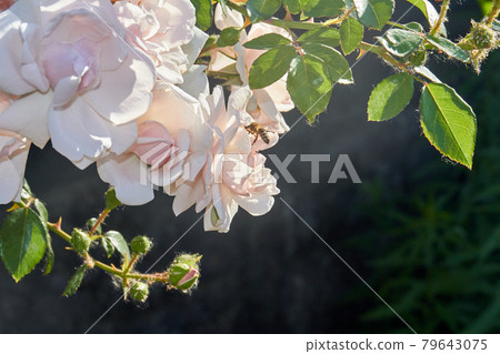 Close-up white floribuda ground roses with a pollinating wasp. Close-up white floribuda ground roses with a pollinating wasp. 79643075