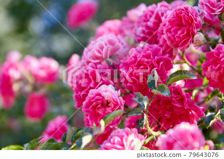 Close-up bouquet of blossoming pink damask roses in the garden. Close-up bouquet of blossoming pink damask roses in the garden. 79643076