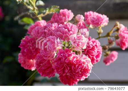 Close-up bouquet of pink blossoming floribunda flower heads. Close-up bouquet of pink blossoming floribunda flower heads. 79643077