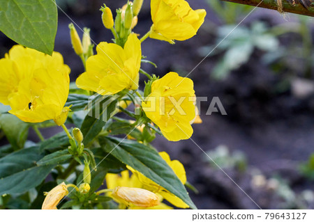 Close-up golden lilies among the green foliage in the garden. 79643127
