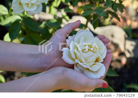 Female hands hold white flower head in the garden. Female hands hold white flower head in the garden. 79643129