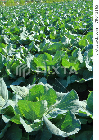 Cabbage field Cabbage field 79643165