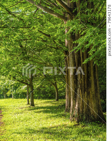 植物照片:大型活化石水杉,針葉樹中最高的水杉,落葉喬木 植物照片:大型活化石水杉,針葉樹中最高的水杉,落葉喬木 79643178