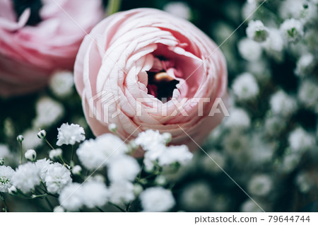 Tender ranunculus flowers 79644744