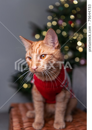 Cute ginger cat in xmas jumper Cute ginger cat in xmas jumper 79644783