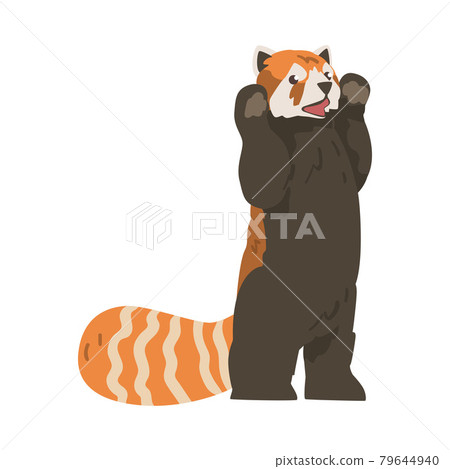 Cute Red Panda Standing with Front Paws Raised, Adorable Wild Animal Cartoon Vector Illustration 79644940
