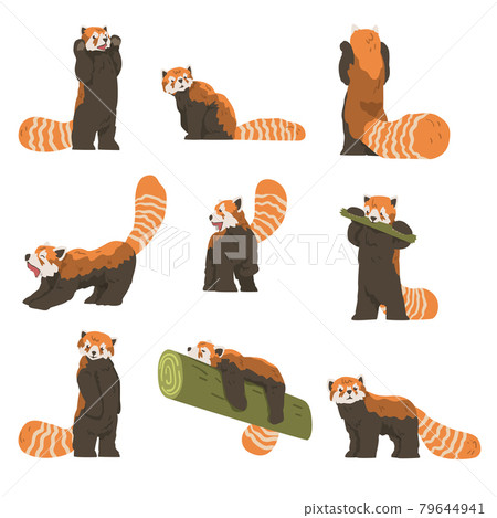 Cute Red Panda Doing Different Activities Set, Adorable Wild Animal eating, Playing and Sleeping Cartoon Vector Illustration 79644941