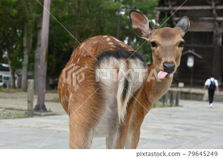 奈良鹿吐舌頭 79645249